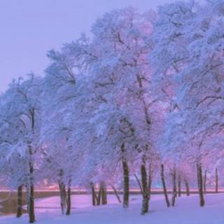 Winter vibes iPhone wallpaper