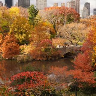 Autumn drone wallpaper