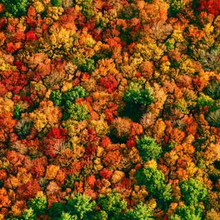 Autumn drone wallpaper