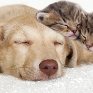 Autumn cat and dog wallpaper