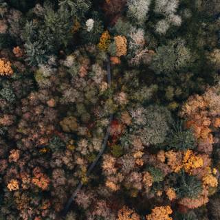 Autumn drone wallpaper