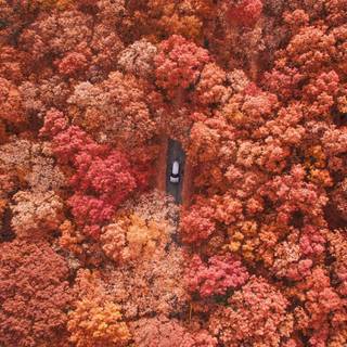 Autumn drone wallpaper