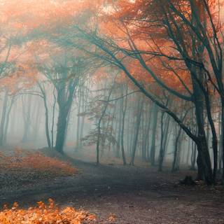 2560x1440 autumn orange wallpaper