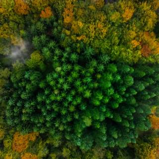 Autumn drone wallpaper