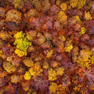 Autumn drone wallpaper