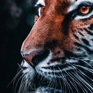 Lion 4k desktop wallpaper