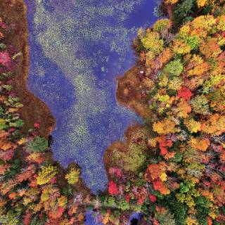 Autumn drone wallpaper