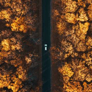 Autumn drone wallpaper