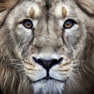 Lion 4k desktop wallpaper