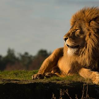 Lion 4k desktop wallpaper