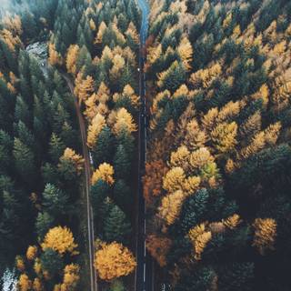 Autumn drone wallpaper