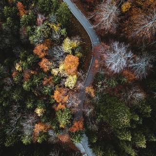 Autumn drone wallpaper