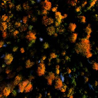 Autumn drone wallpaper