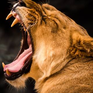 Lion 4k desktop wallpaper