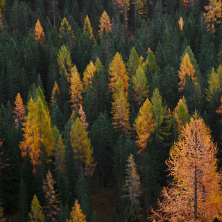 Autumn drone wallpaper