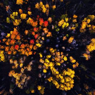 Autumn drone wallpaper