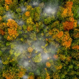 Autumn drone wallpaper