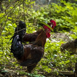 4k chicken wallpaper