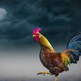 4k chicken wallpaper