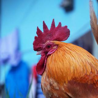 4k chicken wallpaper