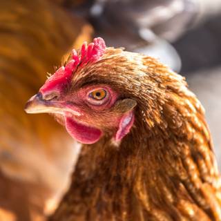 4k chicken wallpaper