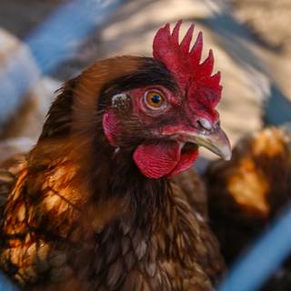 4k chicken wallpaper