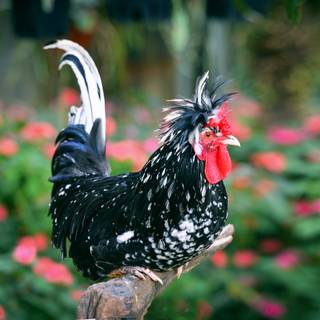 4k chicken wallpaper