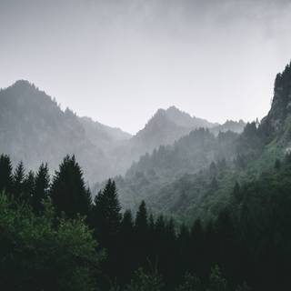 Forest mountain 4k wallpaper