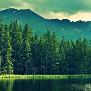 Forest mountain 4k wallpaper