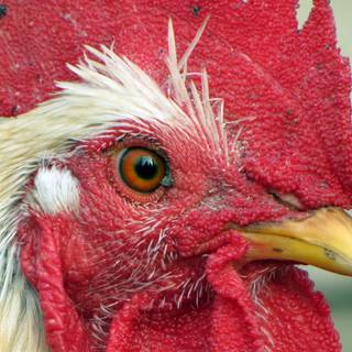 4k chicken wallpaper