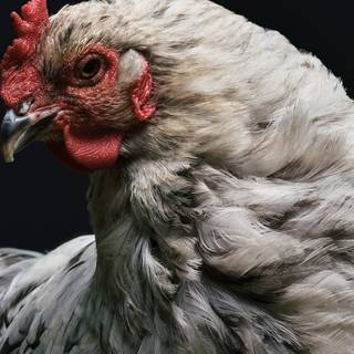 4k chicken wallpaper