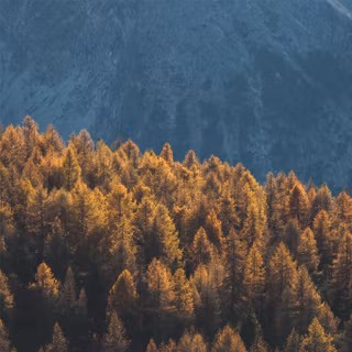 Forest mountain 4k wallpaper