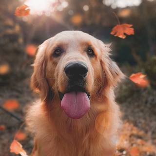 Autumn cat and dog wallpaper