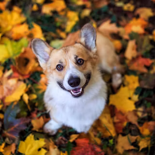Autumn cat and dog wallpaper