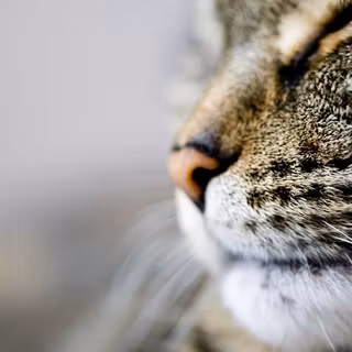 Autumn cat and dog wallpaper