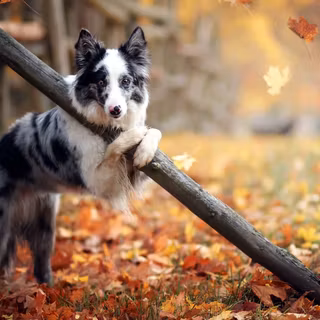 Autumn cat and dog wallpaper