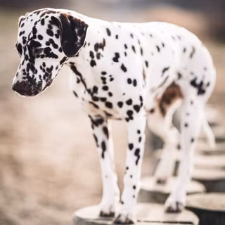 Autumn cat and dog wallpaper