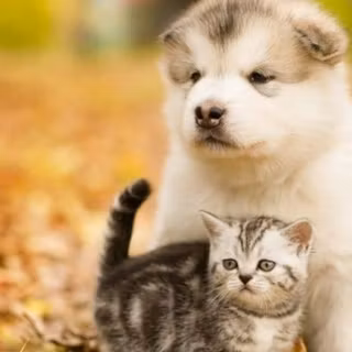 Autumn cat and dog wallpaper