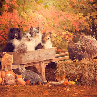Autumn cat and dog wallpaper