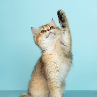 Autumn cat and dog wallpaper