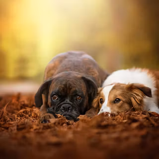 Autumn cat and dog wallpaper