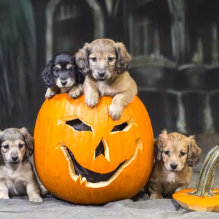 Autumn cat and dog wallpaper