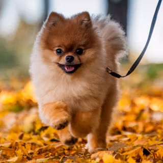 Autumn cat and dog wallpaper