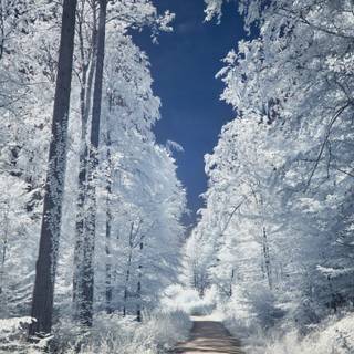 Winter mood wallpaper