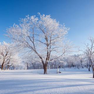 China winter wallpaper
