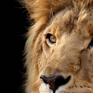 Lion iPhone 12 Pro Max wallpaper