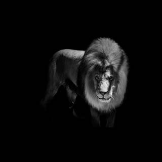Lion 4k black wallpaper
