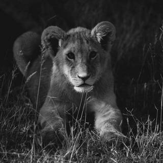 Lion 4k black wallpaper