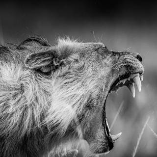 Lion 4k black wallpaper