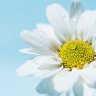 White flowers 4k wallpaper